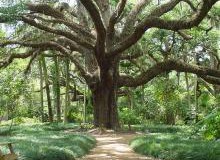 Gardens at Washington Oaks