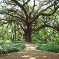 Gardens at Washington Oaks