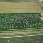 Fall Corn-Maze