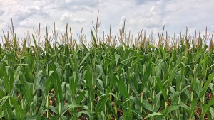 Corn Maze OldCity