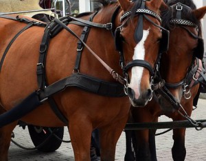 Carriage Tour Old City