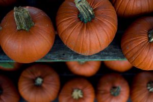 Pumpkins at Sykes and Cooper