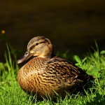 duck racing