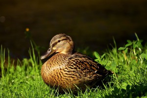 duck racing