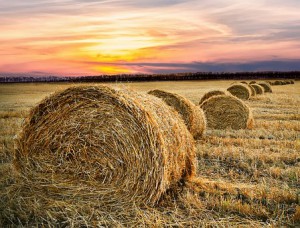 Fall - Hayrides