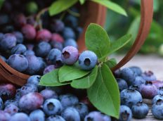 Blueberry Festival