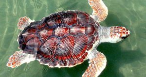 World Sea Turtle Day